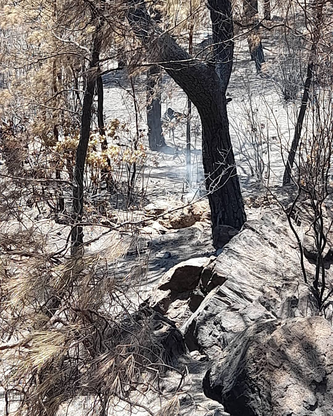 Muğla Orman Yangınları